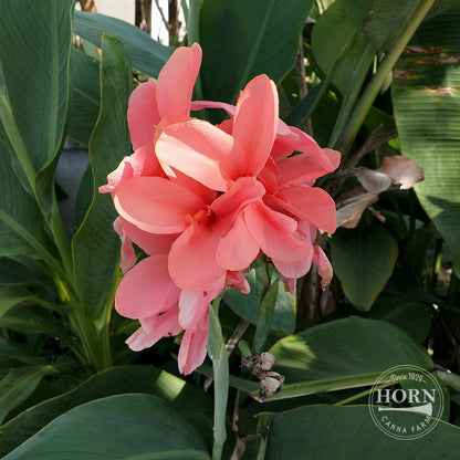 Miss Oklahoma Canna Flower Bulbs