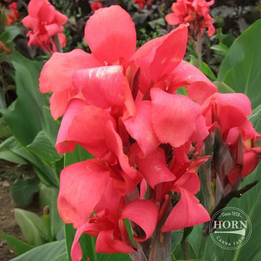 Miss Oklahoma Canna Flower Bulbs