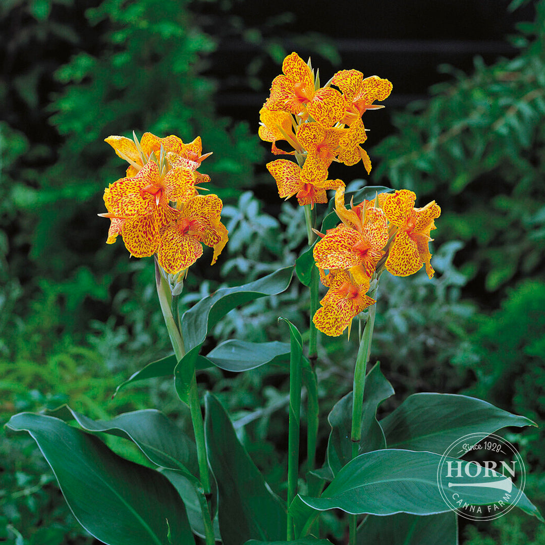 Picasso Canna Flower Bulbs