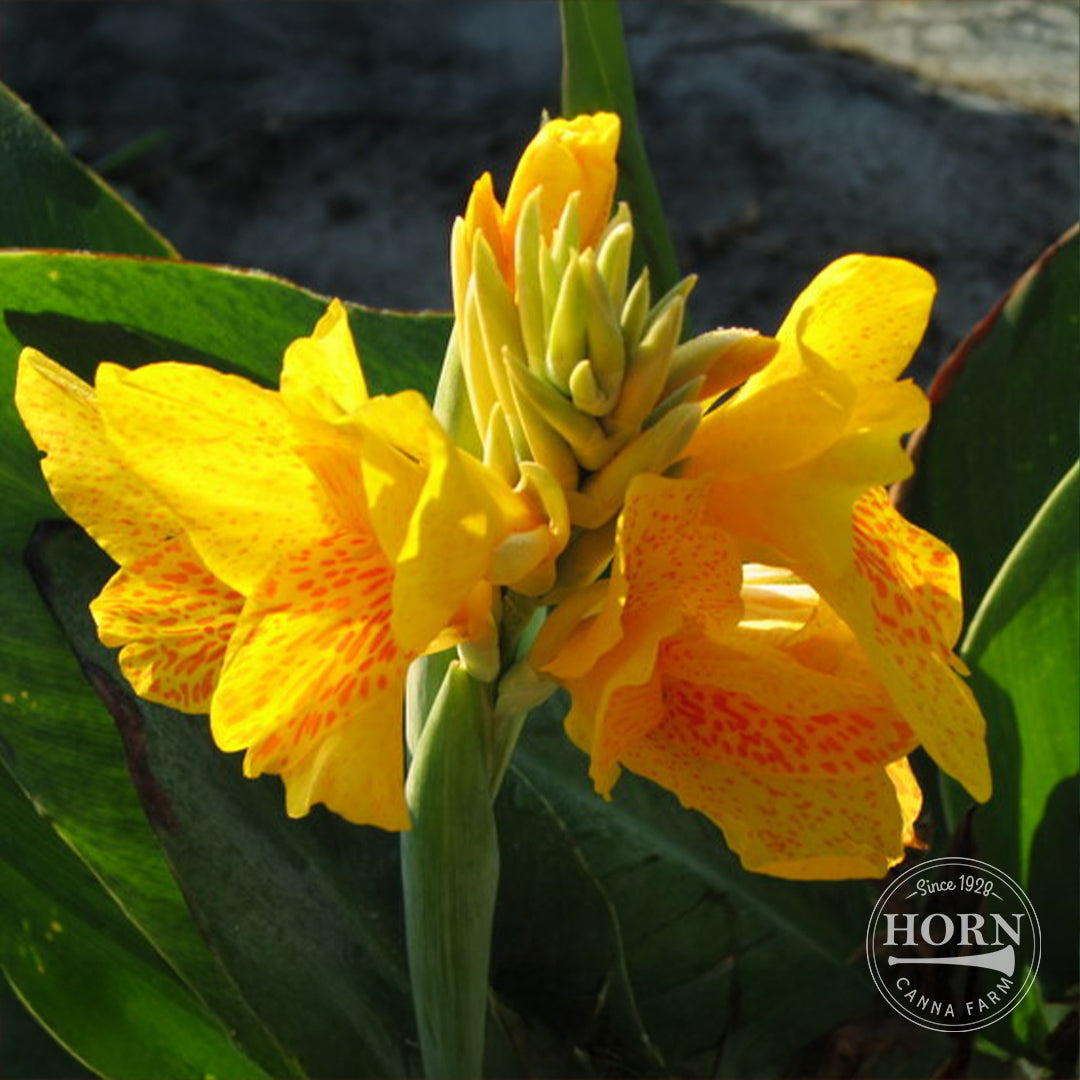 Picasso Canna Flower Bulbs