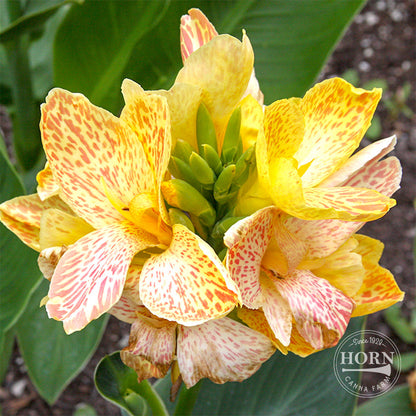 Picasso Canna Flower Bulbs