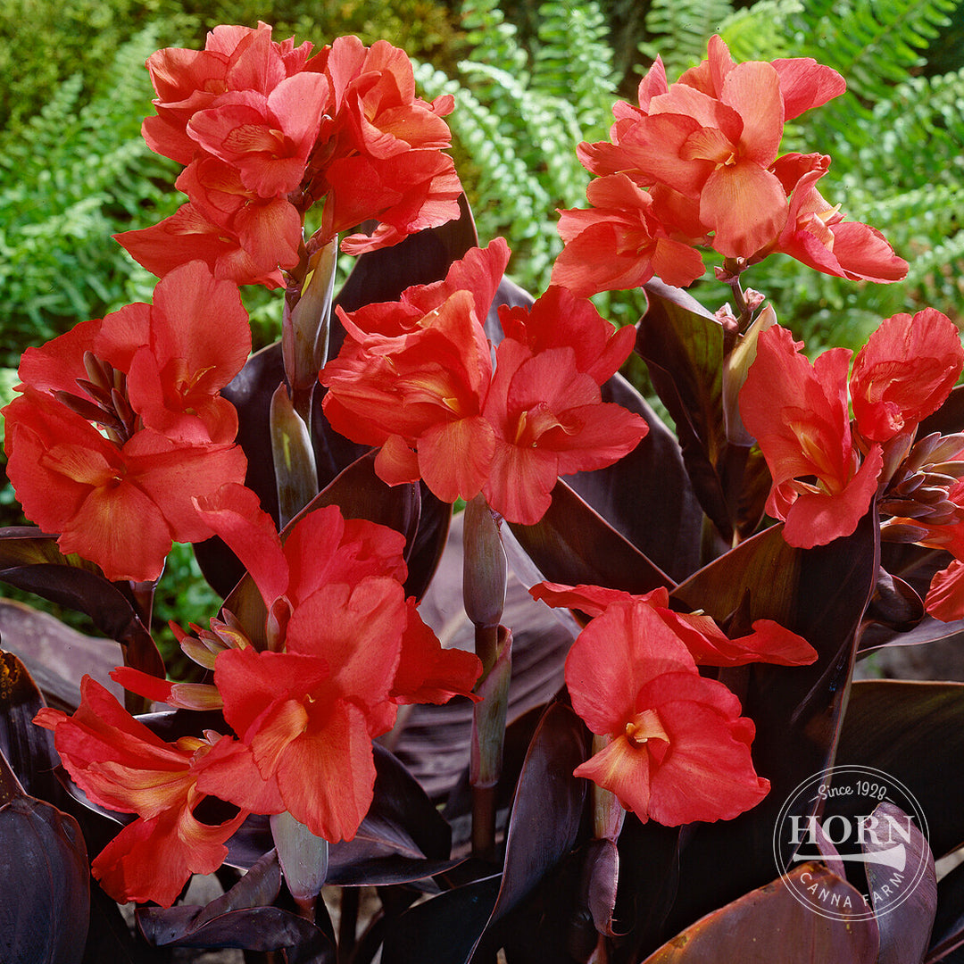 Red Futurity Canna Flower Bulbs