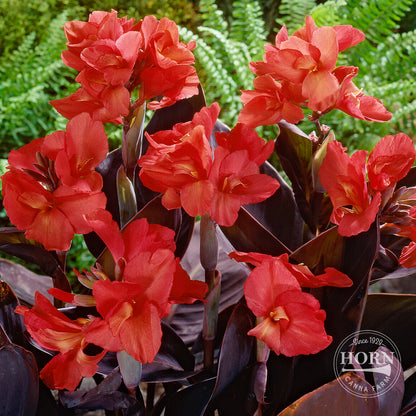 Red Futurity Canna Flower Bulbs