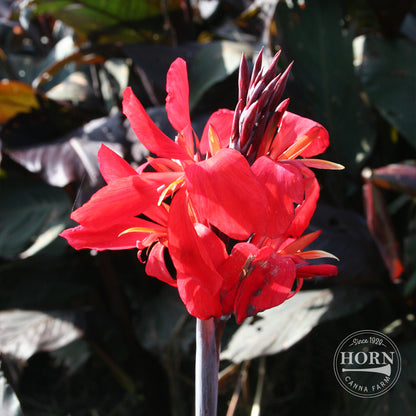 Red Futurity Canna Flower Bulbs