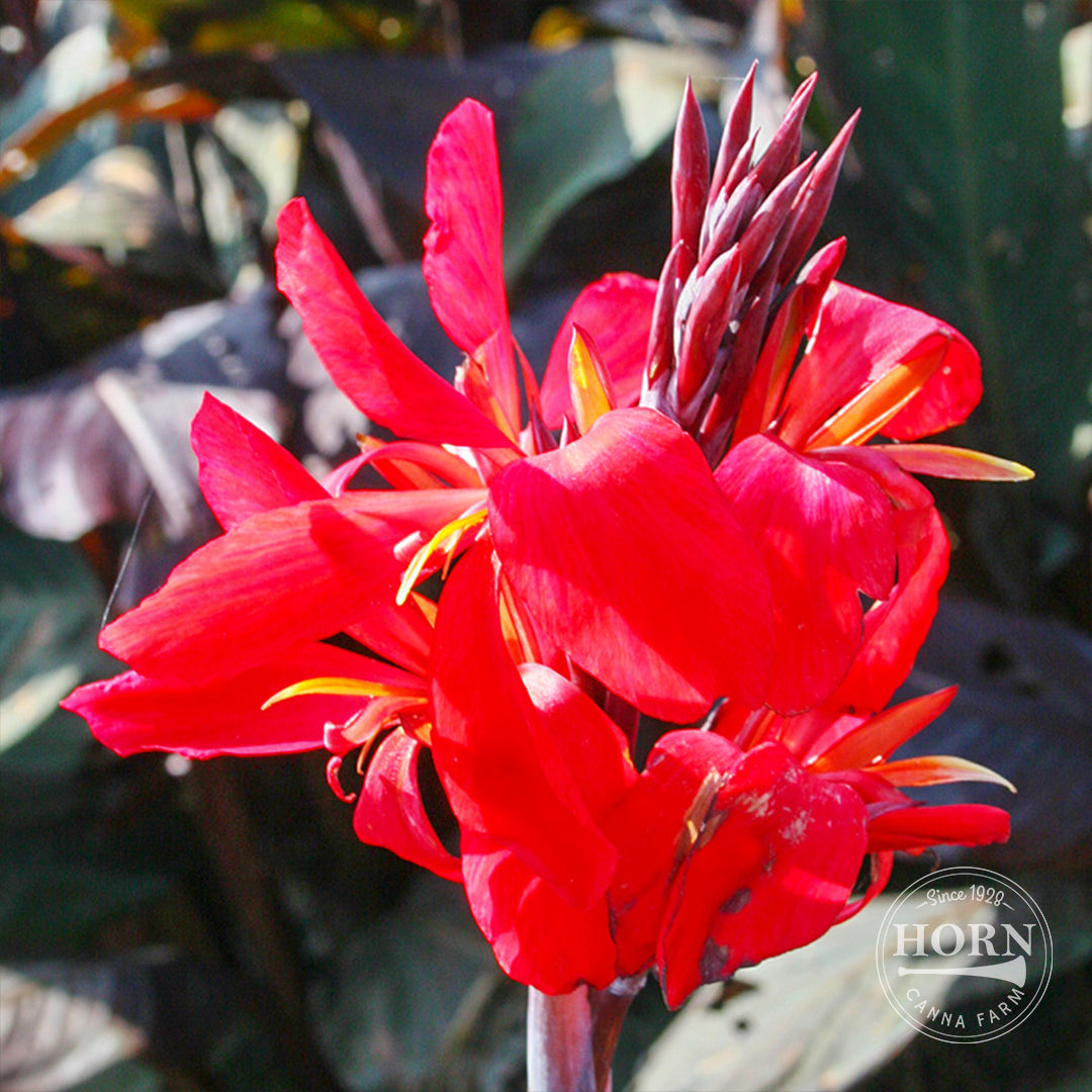 Red Futurity Canna Flower Bulbs
