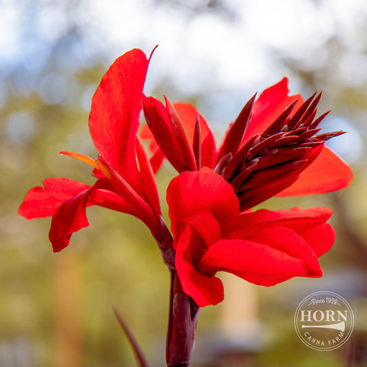 Scarlet Wave Canna Flower Bulbs