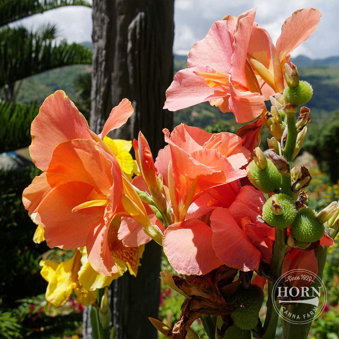 Tropical Sunrise Canna Flower Bulbs