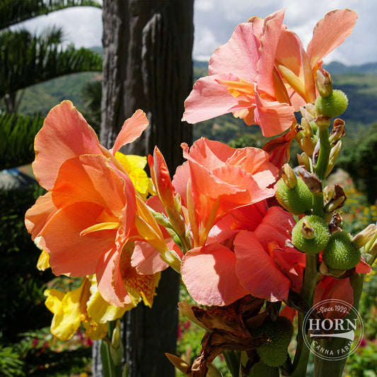 Tropical Sunrise Canna Flower Bulbs
