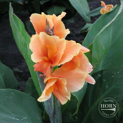 Tropical Sunrise Canna Flower Bulbs