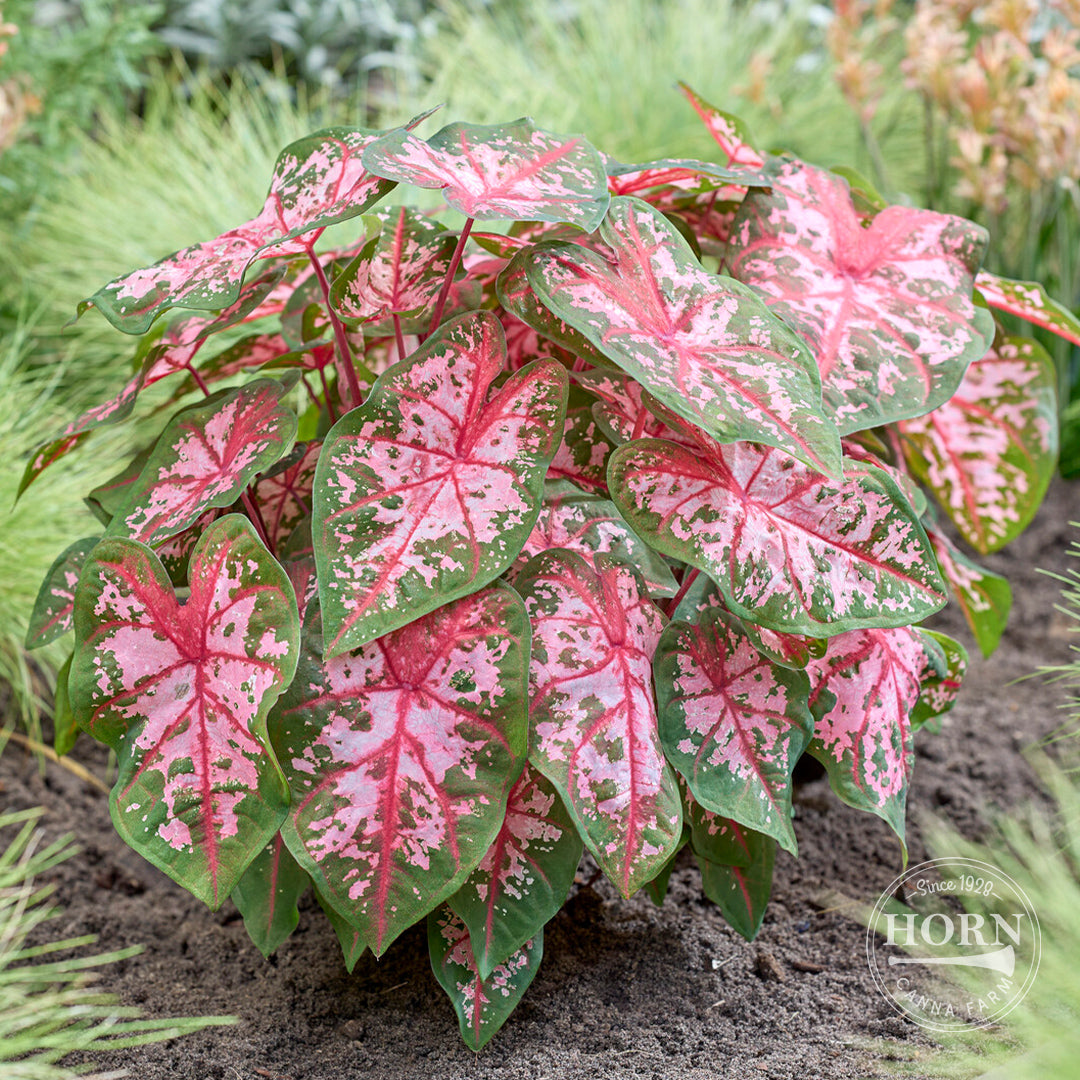 Carolyn Whorton Caladium Flower Bulbs