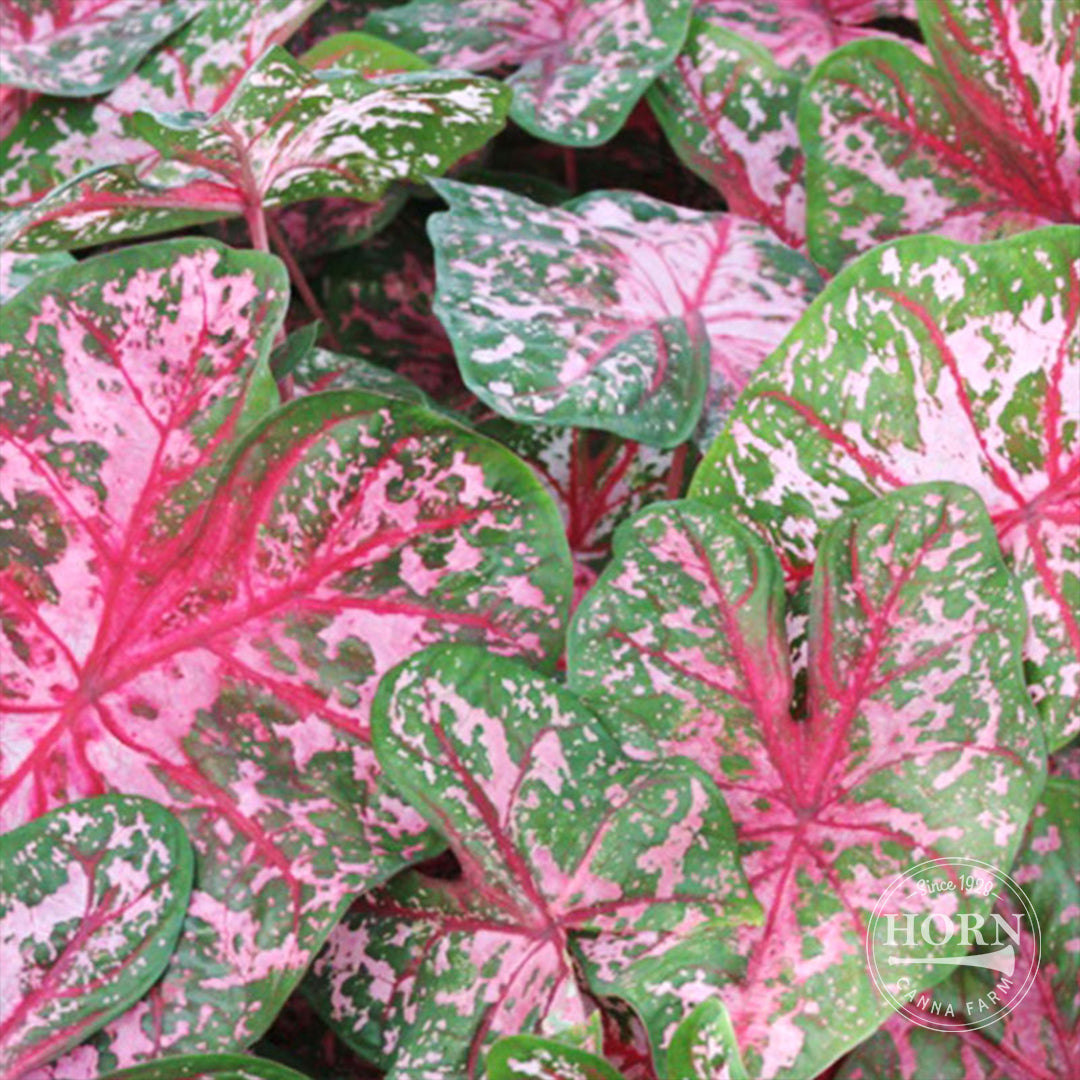 Carolyn Whorton Caladium Flower Bulbs