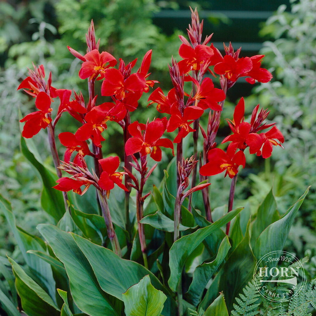 canna lily flower Regal Red Canna Flower Bulbs – Horn Canna Farm