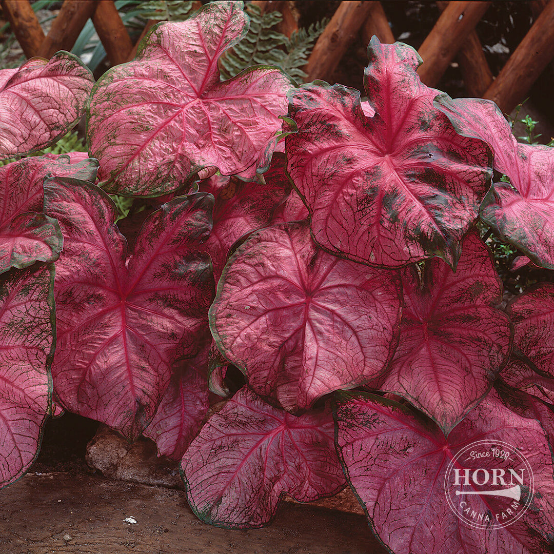 Fannie Munson Caladium Flower Bulbs