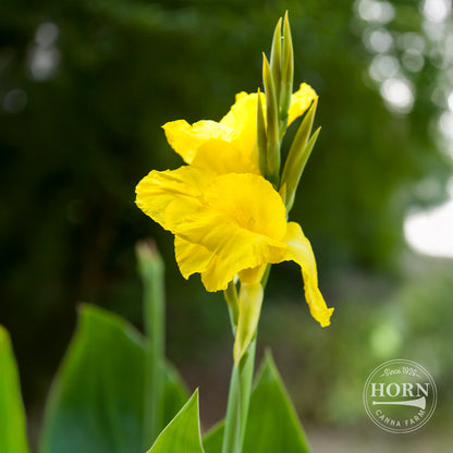Richard Wallace Canna Flower Bulbs