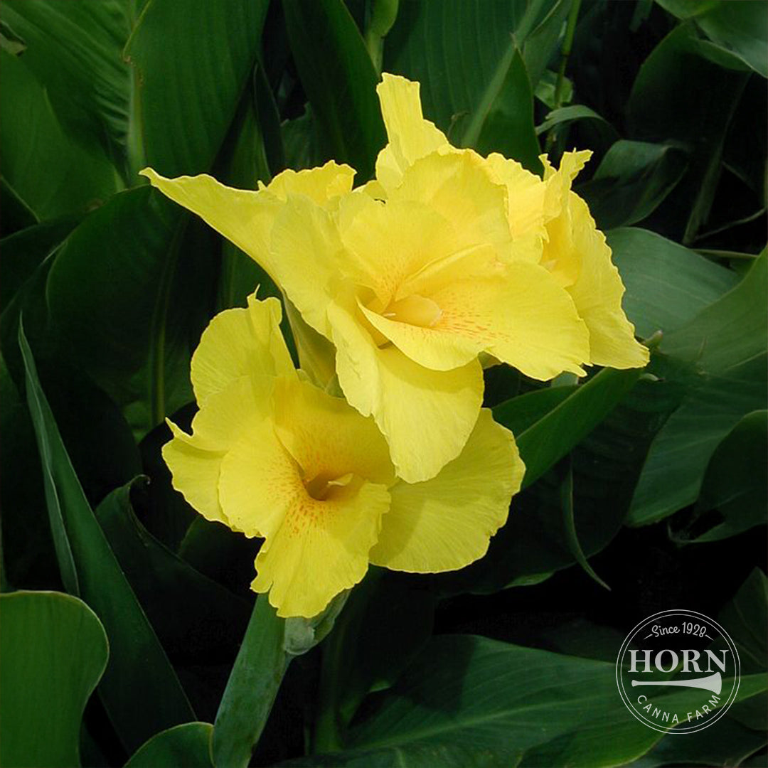 Richard Wallace Canna Flower Bulbs