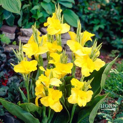 Richard Wallace Canna Flower Bulbs