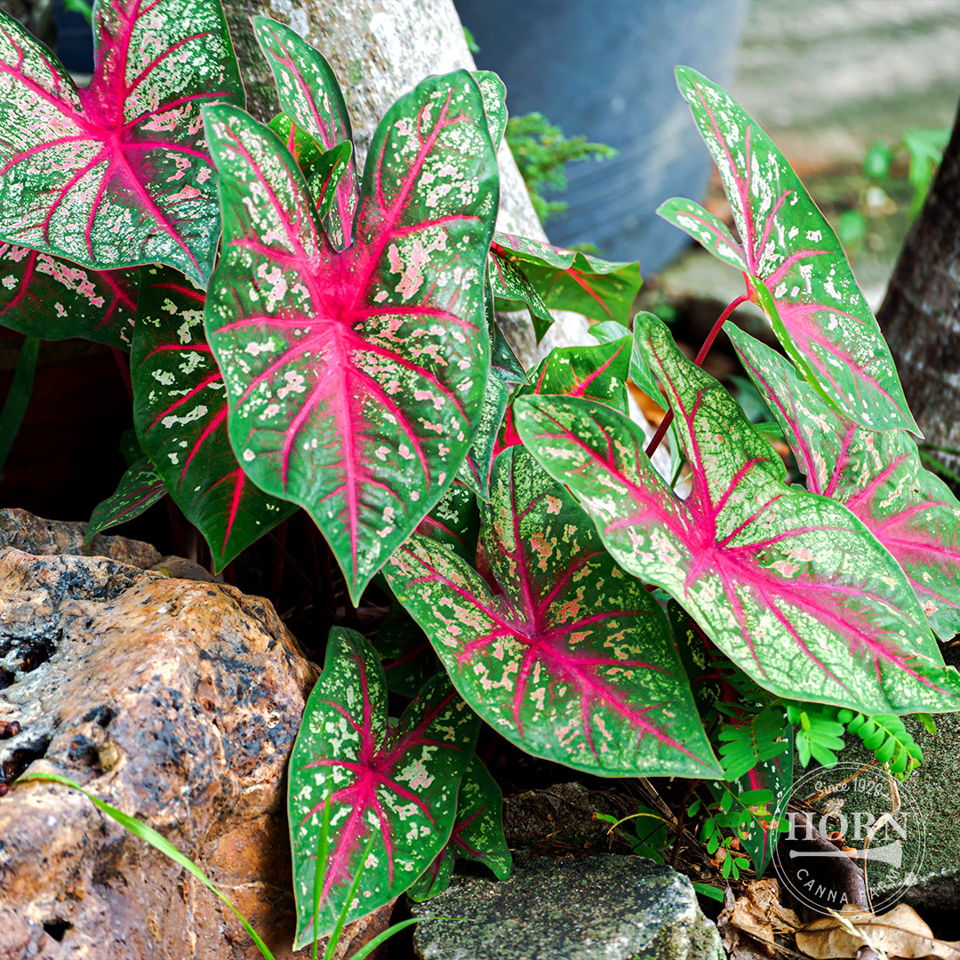 Florida Calypso Caladium Flower Bulbs