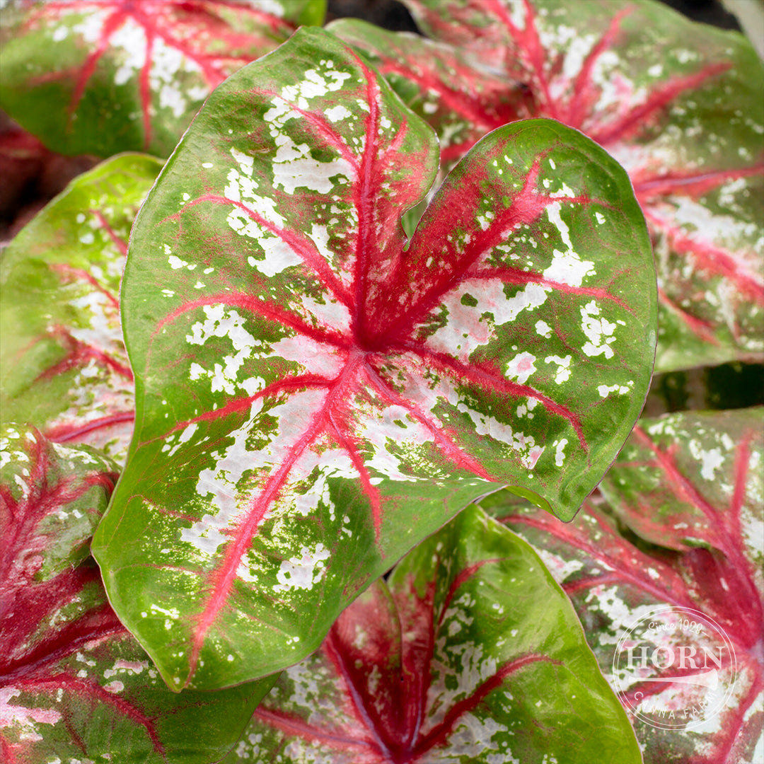 Florida Calypso Caladium Flower Bulbs