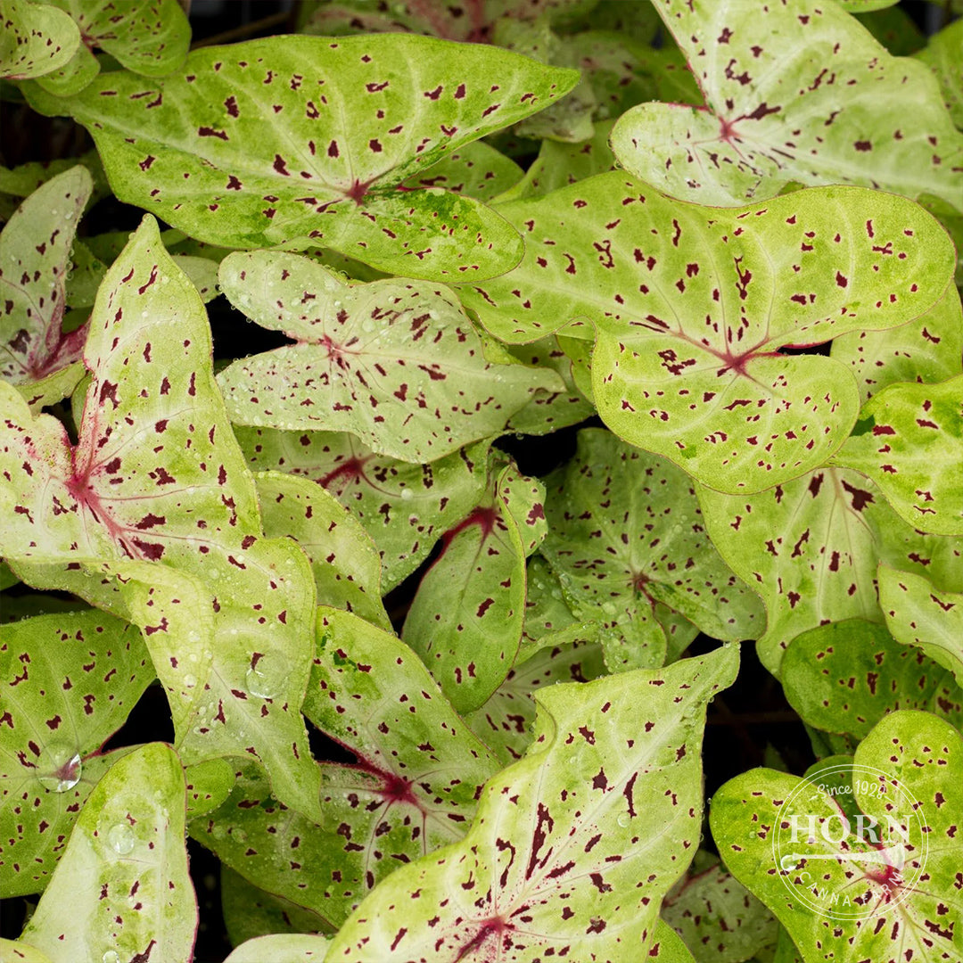 Miss Muffet Caladium Flower Bulbs