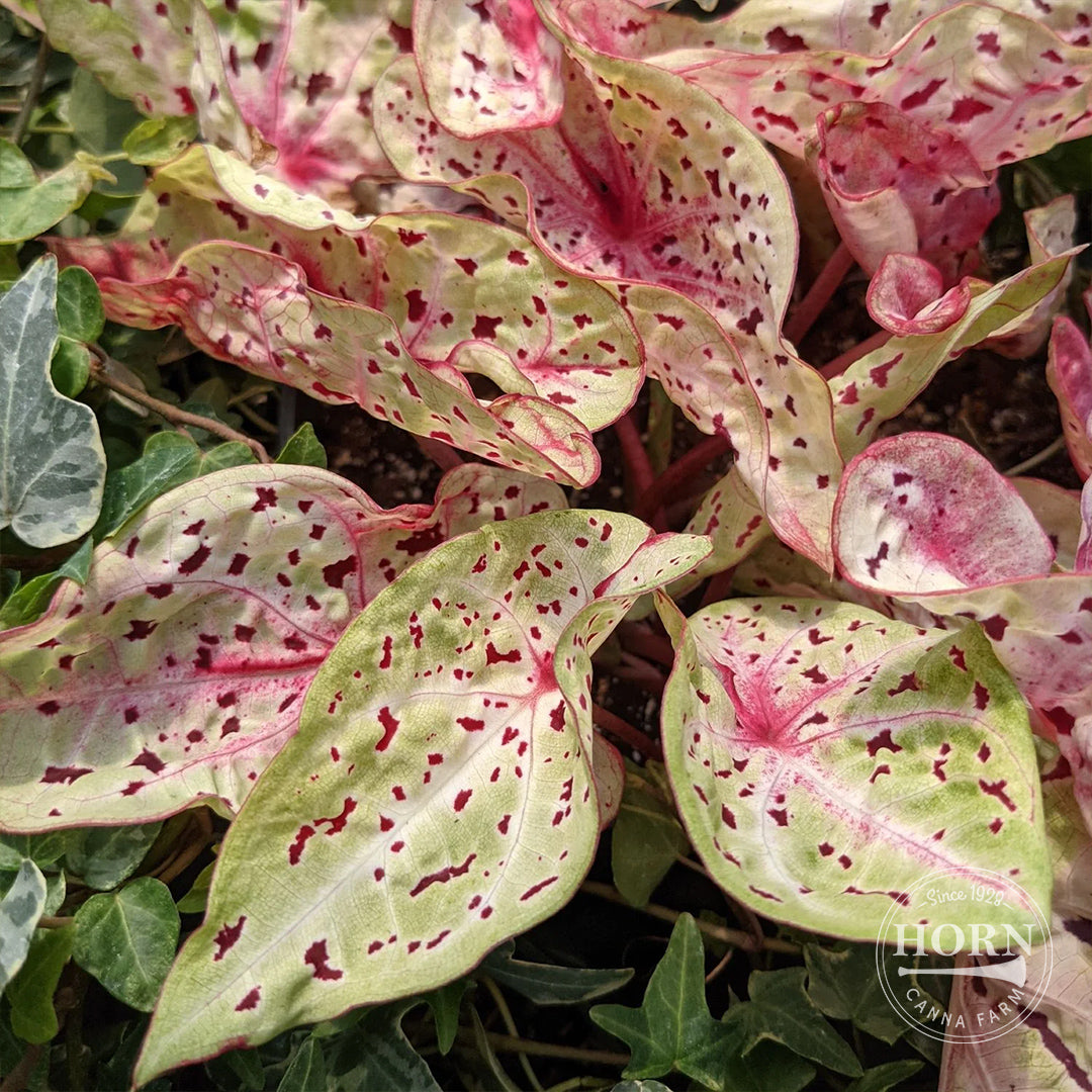 Miss Muffet Caladium Flower Bulbs