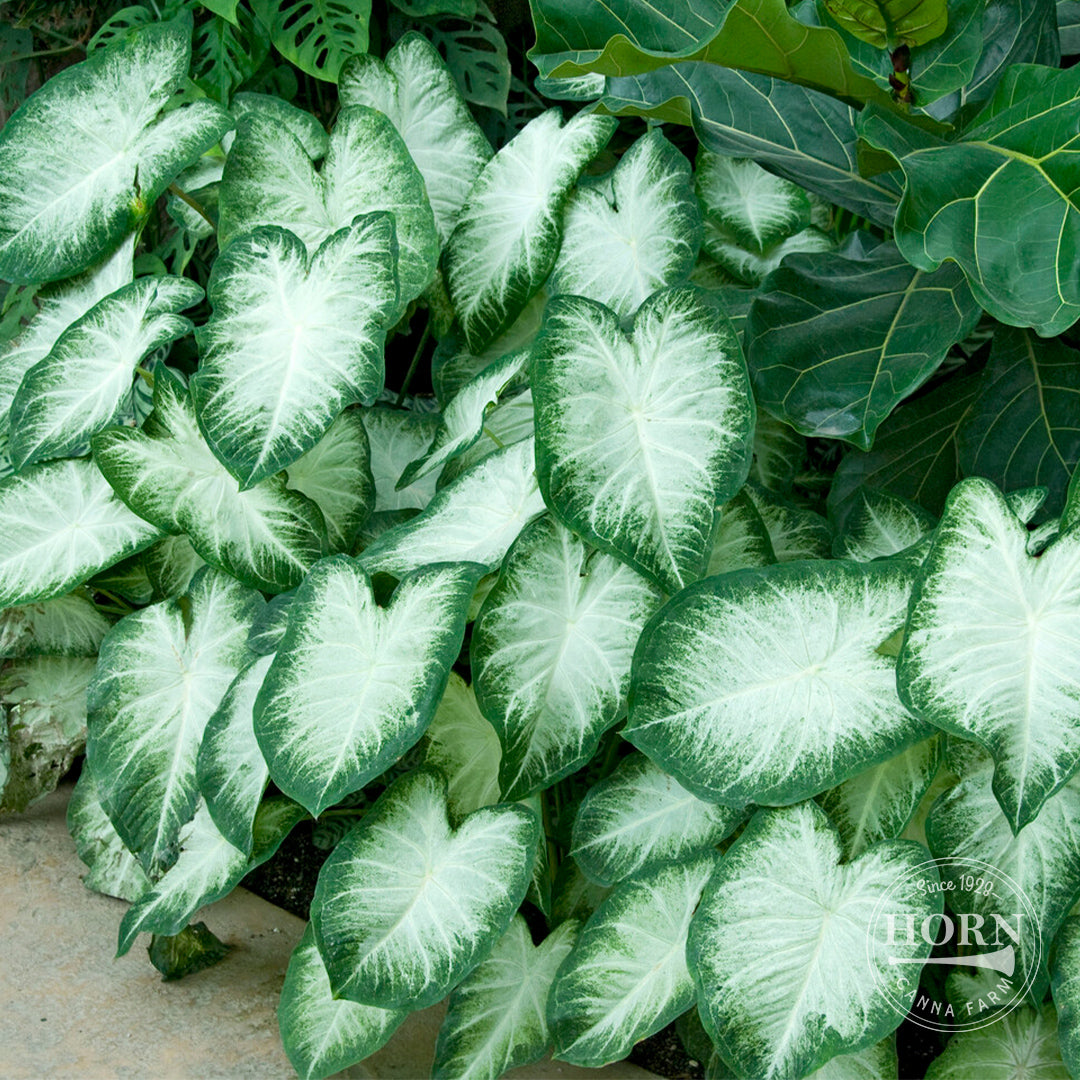 Aaron Caladium Flower Bulbs