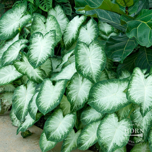 Aaron Caladium Flower Bulbs