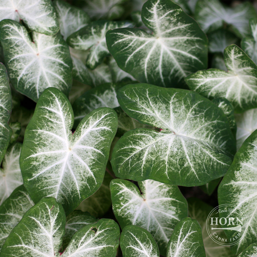 Grey Ghost Caladium Flower Bulbs – Horn Canna Farm