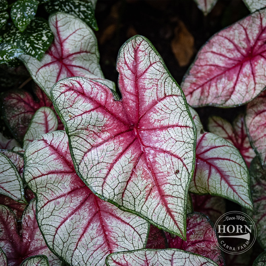 White Queen Caladium Flower Bulbs