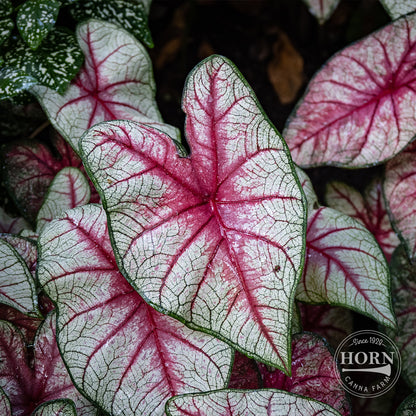 White Queen Caladium Flower Bulbs