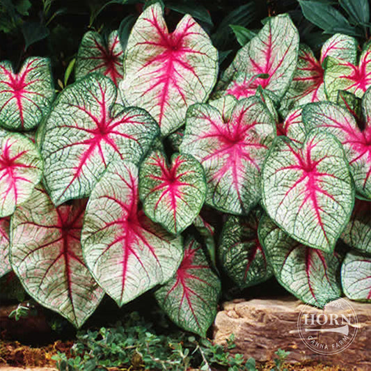 White Queen Caladium Flower Bulbs
