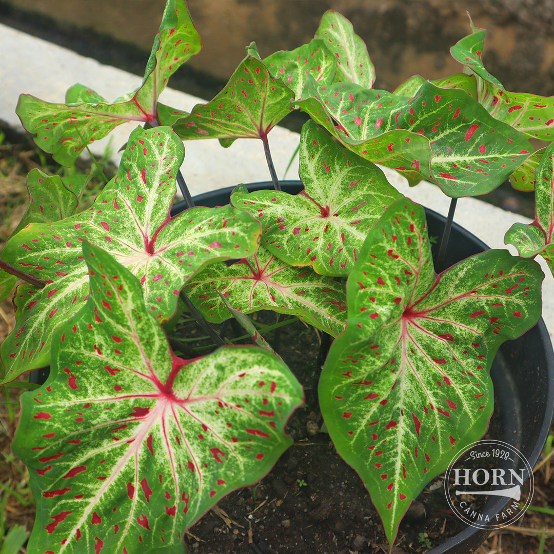 Gingerland Caladium Flower Bulbs