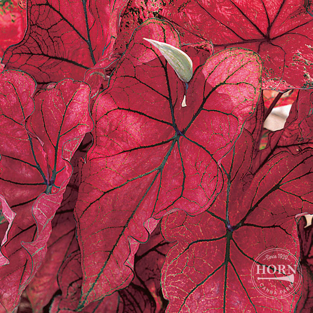 Festiva Caladium Flower Bulbs
