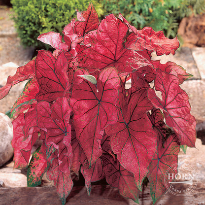 Festiva Caladium Flower Bulbs