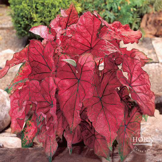 Festiva Caladium Flower Bulbs