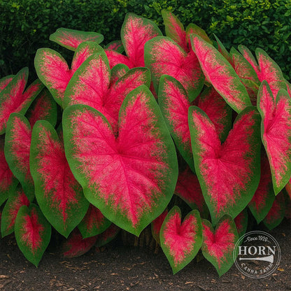 Florida Cardinal Caladium Flower Bulbs