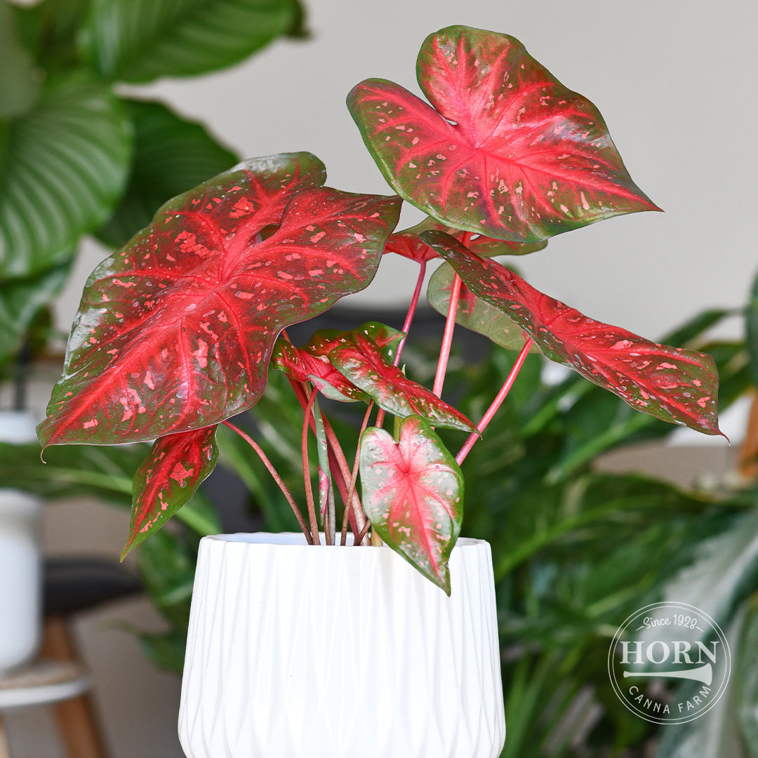 Red Flash Caladium Flower Bulbs