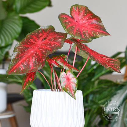 Red Flash Caladium Flower Bulbs