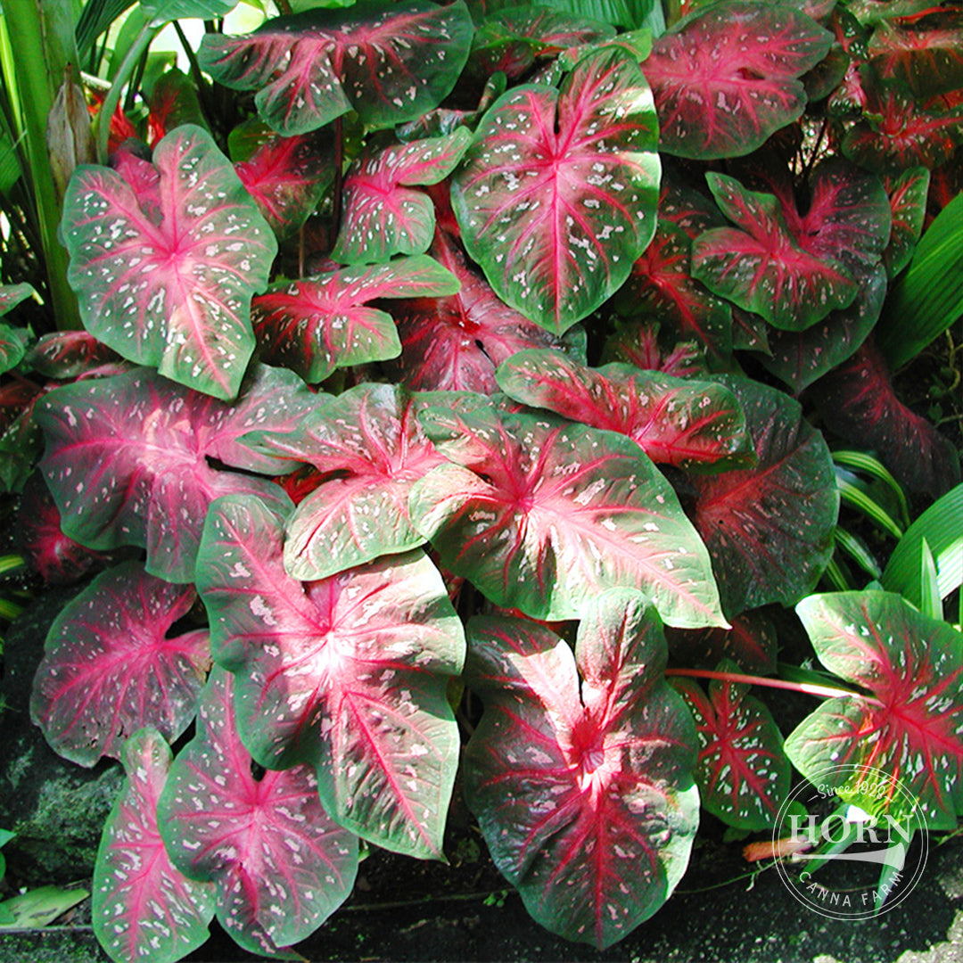 Red Flash Caladium Flower Bulbs – Horn Canna Farm
