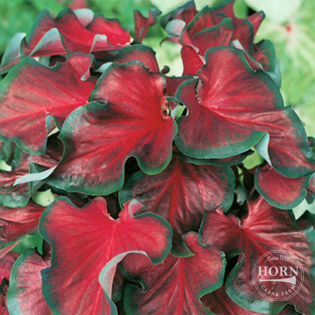 Florida Red Ruffles Caladium Flower Bulbs