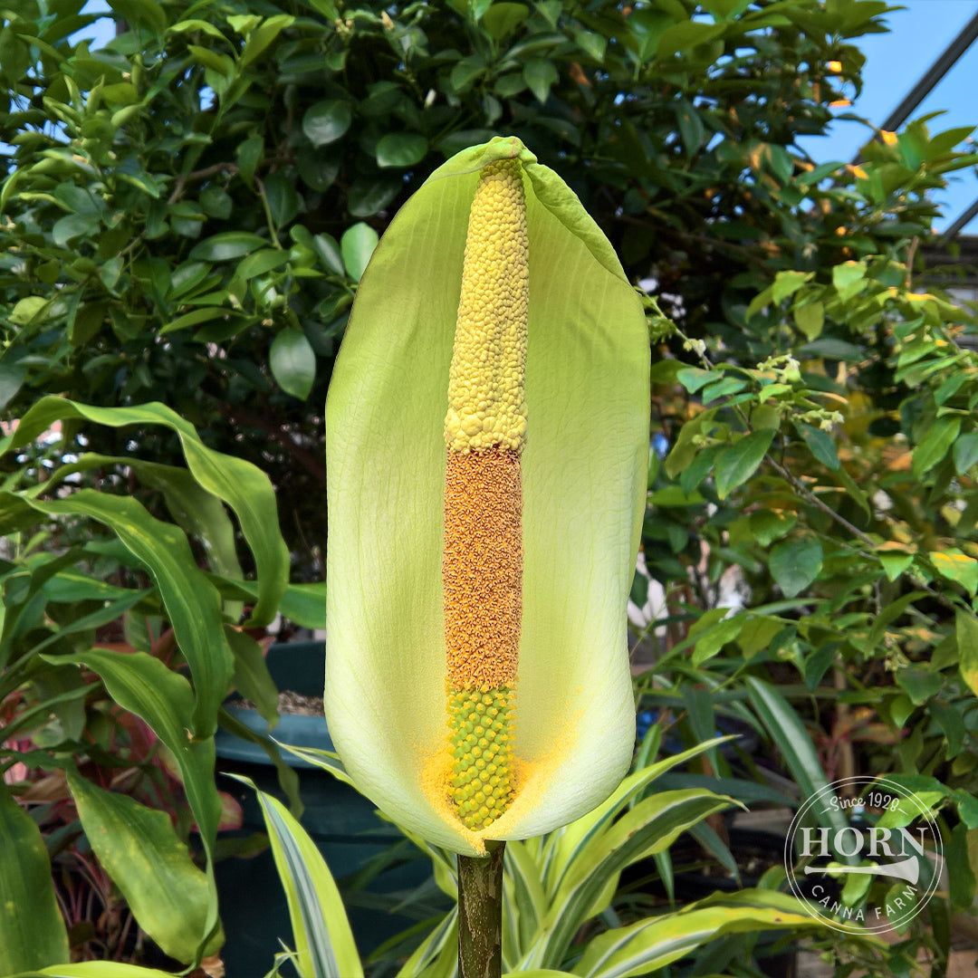 Napalanse Voo Doo Lily Flower Bulbs