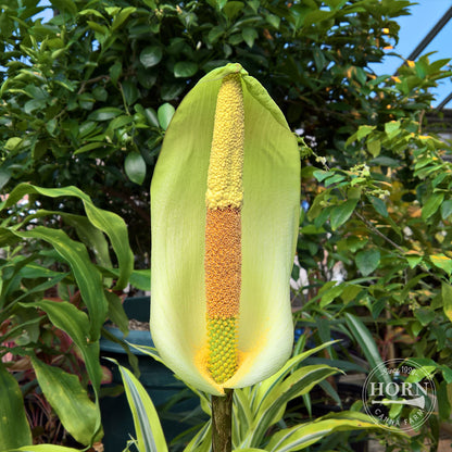 Napalanse Voo Doo Lily Flower Bulbs