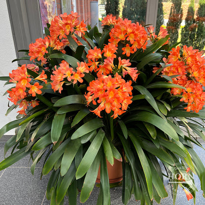 Natal Lily Pre-Potted Plant