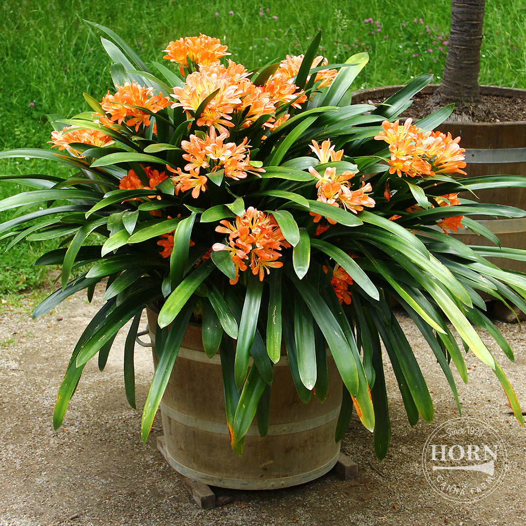 Natal Lily Pre-Potted Plant
