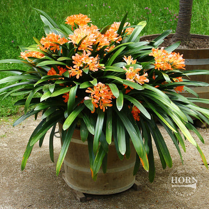 Natal Lily Pre-Potted Plant
