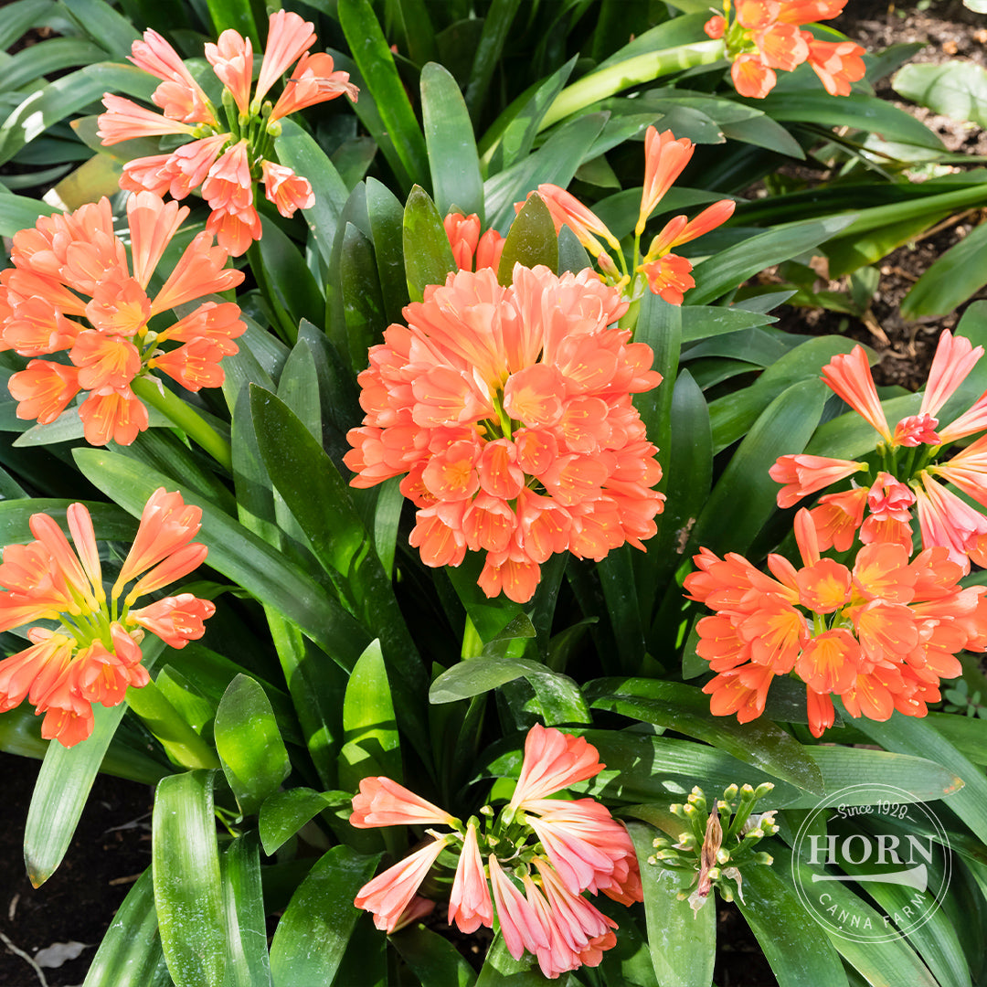 Natal Lily Pre-Potted Plant