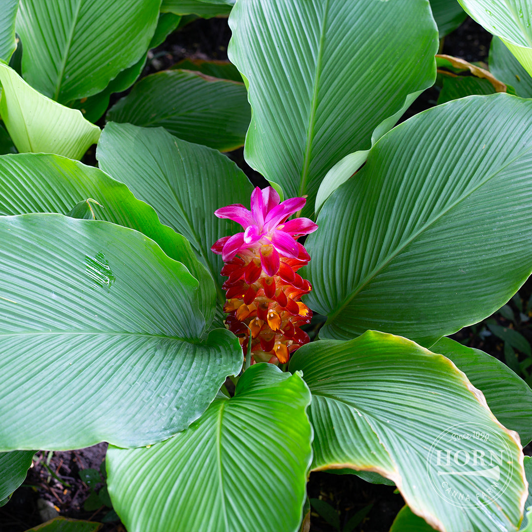 Indian Surprise Curcuma Flower Bulbs