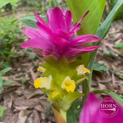 Indian Surprise Curcuma Flower Bulbs