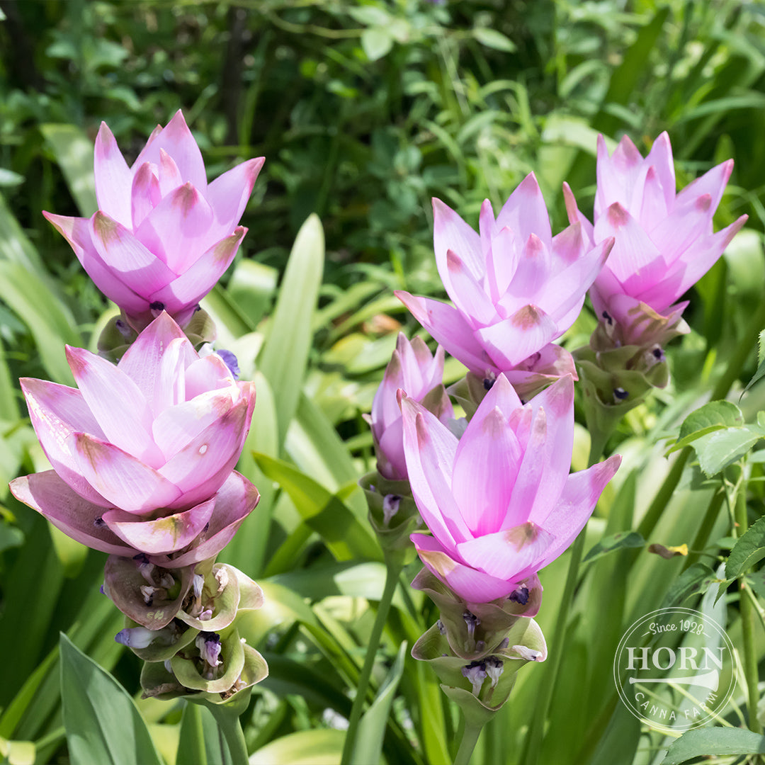 Pink Wonder Selection Curcuma Flower Bulbs