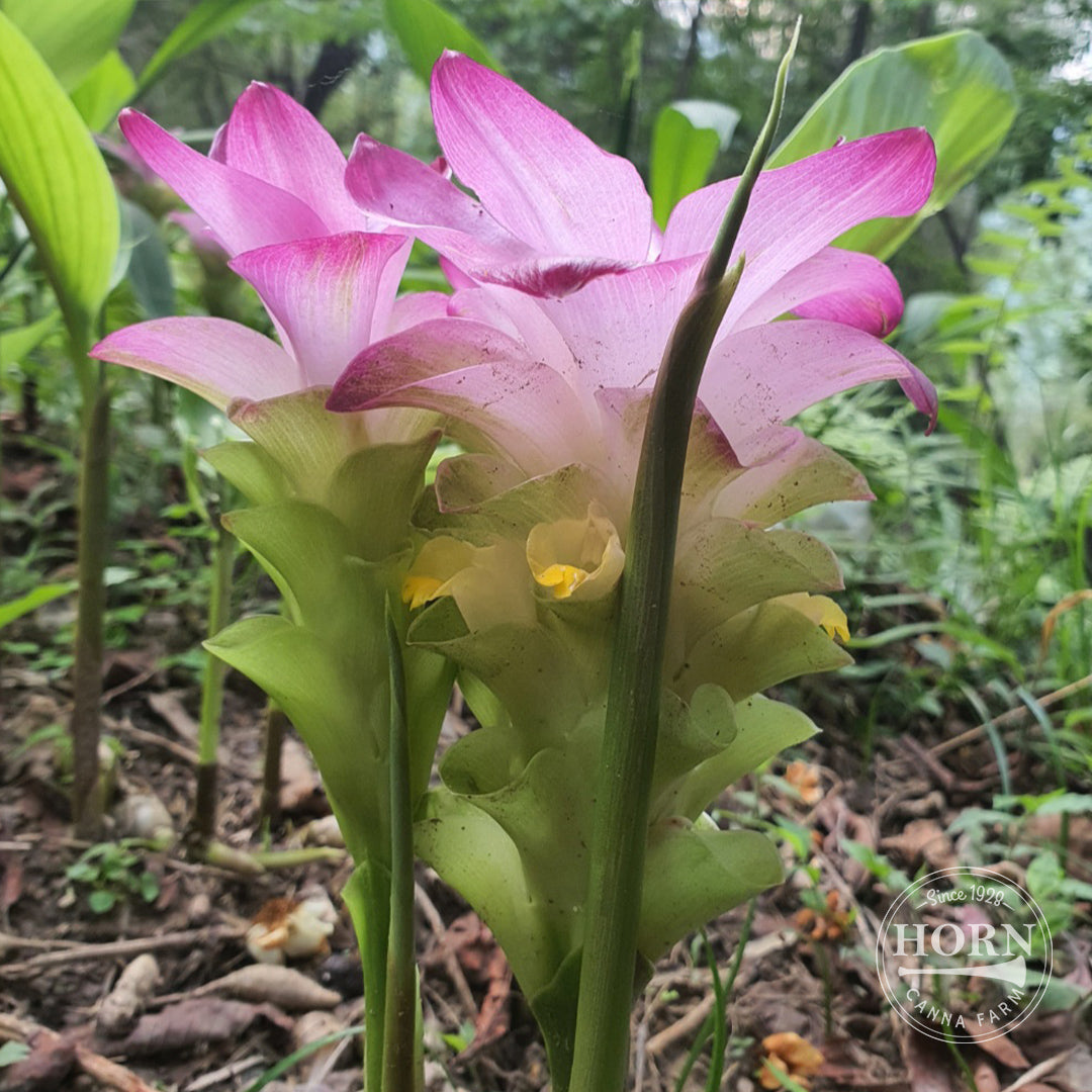 Pink Wonder Selection Curcuma Flower Bulbs