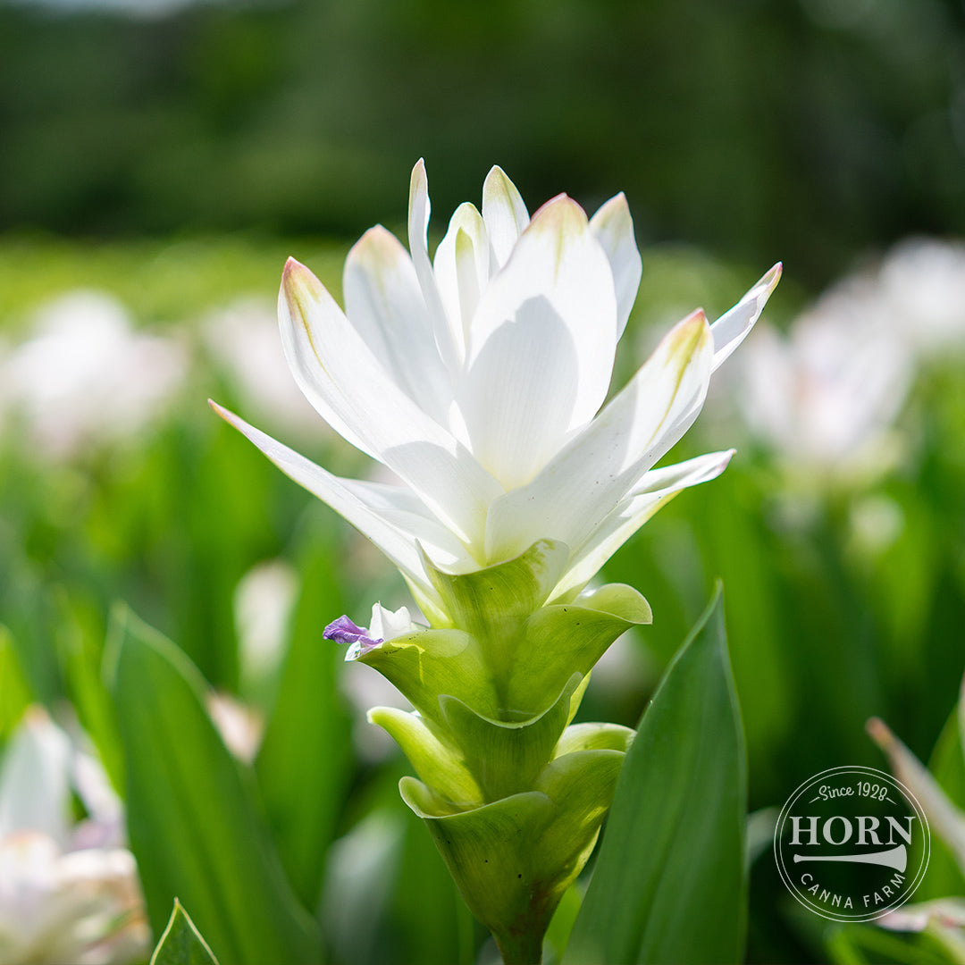 White Wonder Curcuma Flower Bulbs